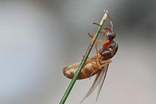 Réf. 215 271 : Lasius sp.
